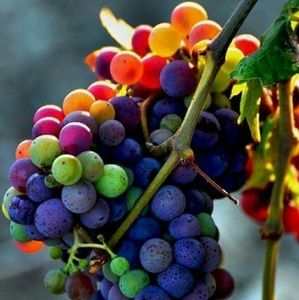 Meet your Posher, Jillian